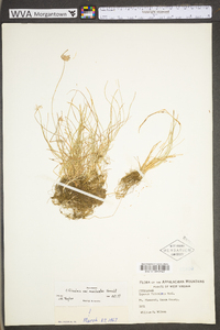 Cyperus lupulinus image