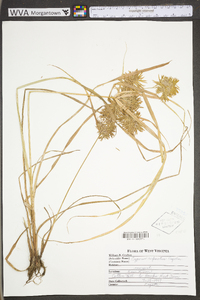 Cyperus refractus image