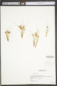 Cyperus squarrosus image