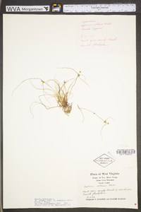 Cyperus squarrosus image