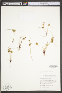 Cyperus squarrosus image