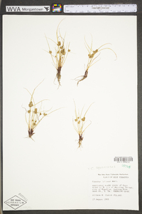 Cyperus squarrosus image