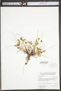 Cyperus squarrosus image