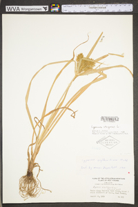 Cyperus erythrorhizos image