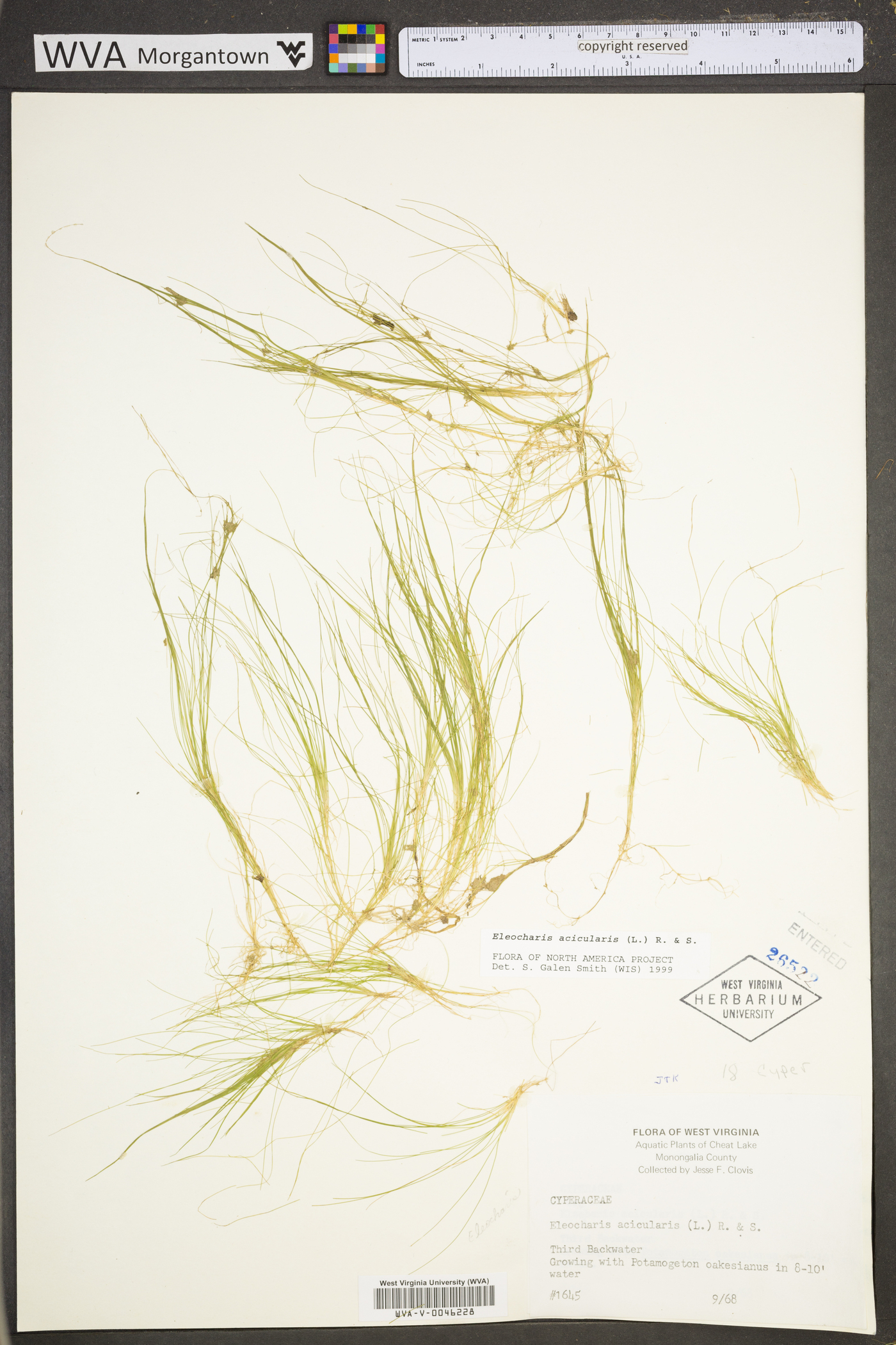 Eleocharis acicularis var. acicularis image