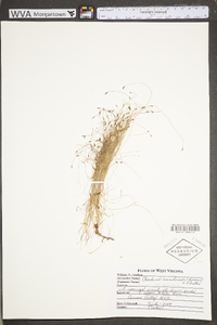 Eleocharis acicularis var. acicularis image