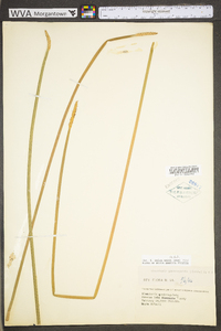 Eleocharis quadrangulata image