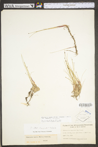 Eleocharis tenuis var. tenuis image