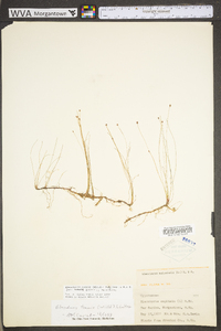 Eleocharis tenuis var. tenuis image