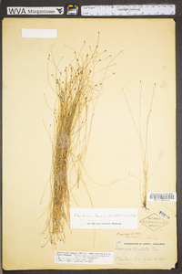 Eleocharis tenuis var. tenuis image