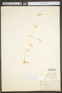 Eleocharis acicularis var. acicularis image