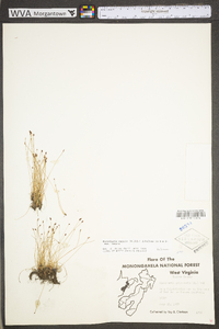 Eleocharis tenuis var. tenuis image