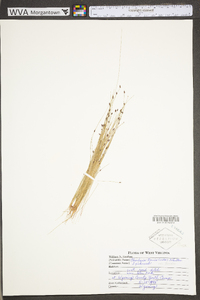 Eleocharis tenuis var. tenuis image