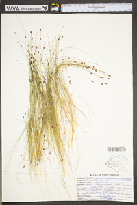 Eleocharis tenuis var. tenuis image