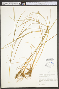 Eriophorum virginicum image