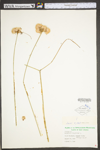 Eriophorum virginicum image