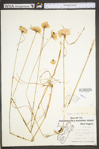 Eriophorum virginicum image