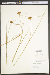 Eriophorum virginicum image