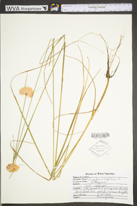 Eriophorum virginicum image