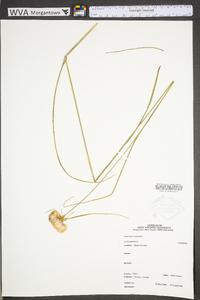Eriophorum virginicum image