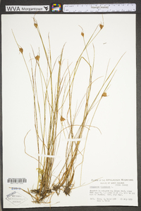 Eriophorum virginicum image