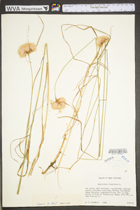 Eriophorum virginicum image