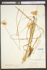 Eriophorum virginicum image