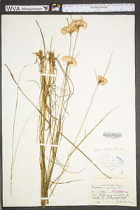 Eriophorum virginicum image