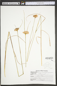 Eriophorum virginicum image