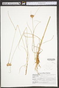 Eriophorum virginicum image