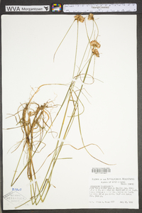 Eriophorum virginicum image