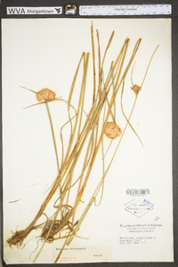 Eriophorum virginicum image