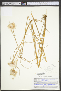 Eriophorum virginicum image