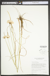 Eriophorum virginicum image