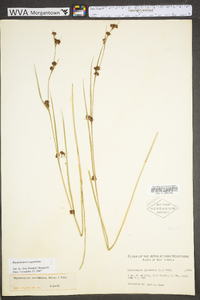 Rhynchospora capitellata image