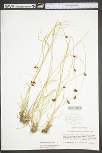 Rhynchospora capitellata image