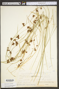Rhynchospora capitellata image