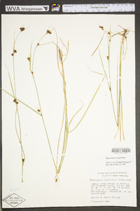 Rhynchospora capitellata image