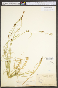 Rhynchospora capitellata image