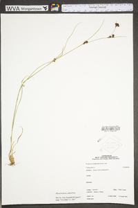 Rhynchospora capitellata image