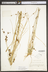 Rhynchospora capitellata image