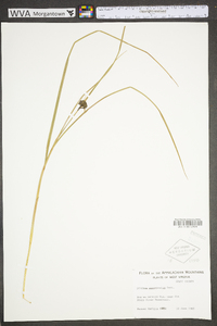 Scirpus atrocinctus image