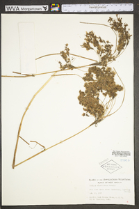 Scirpus atrocinctus image