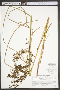 Scirpus atrocinctus image