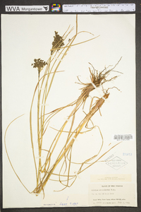 Scirpus atrocinctus image