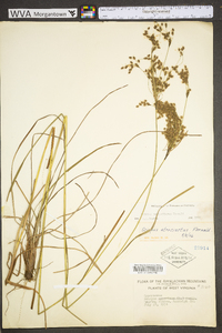 Scirpus atrocinctus image