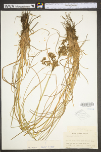 Scirpus atrocinctus image