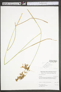 Scirpus atrocinctus image