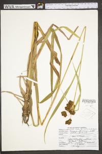 Scirpus atrocinctus image