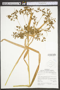 Scirpus expansus image